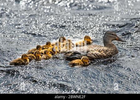 Weibliche Stockente mit ihren zwölf Babyenten, die auf einem rauschenden Fluss schwimmen. Die Stockente ist eine große Ente mit einem kräftigen Körper, der mit 12 Babys schwimmt. Stockfoto
