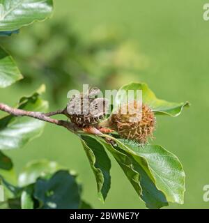 Buche Blätter, Fagus sylvatica, mit Buche Nüsse Stockfoto