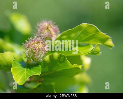 Junge Buchenblätter, Fagus sylvatica, mit Buchennüssen Stockfoto