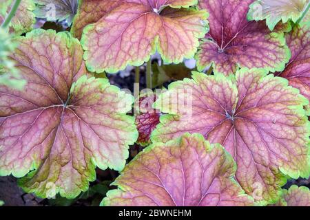 Heuchera 'Delta Dawn' Stockfoto