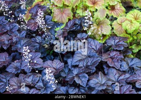 Schaumige Glocken Heucherella „Onyx“ Kontrast Dunkle Blätter Glänzend Dunkel Lila Blätter Erscheinen Fast Schwarz Kleine Weiße Blumen Heuchera „Delta Dawn“ Shady Stockfoto