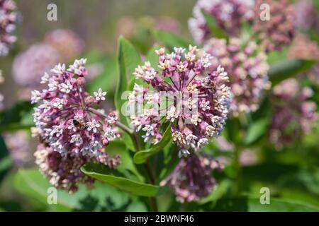 Milkweed Blüten Nahaufnahme Stockfoto