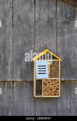 Bug Hotel auf der Seite einer verwitterten Scheune für atracting Maurer Bienen und andere Insekten, die polieren, aber sonst würde Holzstrukturen auf Ihrem beschädigen Stockfoto