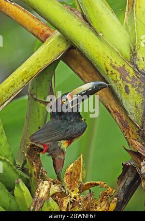 Halsbandgarnel Aracari (Pteroglossus torquatus torquatus), Erwachsene, die sich an reifen Bananen ernähren Pico Bonito, Honduras Februar 2016 Stockfoto