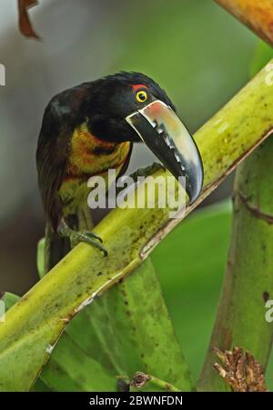 Halsbandarge Aracari (Pteroglossus torquatus torquatus), Erwachsene, die sich an reifen Bannanen ernähren Pico Bonito, Honduras Februar 2016 Stockfoto