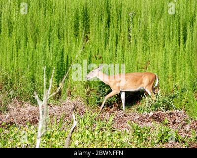 Florida White-tailed Deer, Odocoileus virginianus, umgeben von grünem Hundefenchel, Eupatorium capillifolium, Paynes Prairie Preserve State Park, USA. Stockfoto