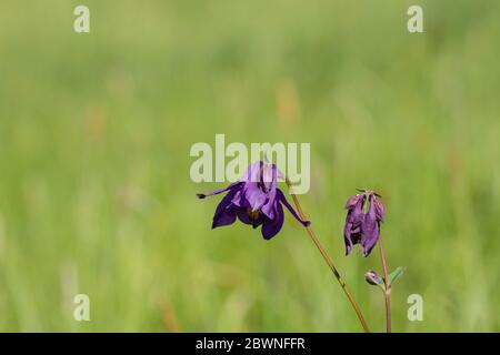 Nahaufnahme einer gemeinsamen Columbine-Blume mit grünem Bokeh und Kopieraum, Aquilegia vulgaris oder Gemeine Akelei Stockfoto