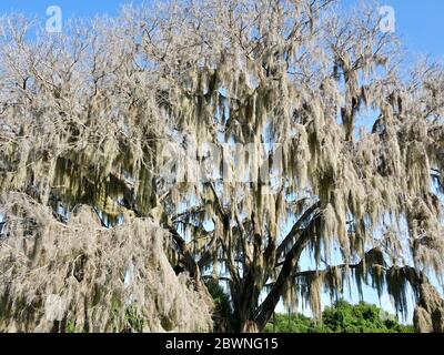 Lebende Eichen, die mit spanischem Moos, Tillandsia usneoides bedeckt sind und keine Blätter. Gainesville, Florida, USA. Stockfoto