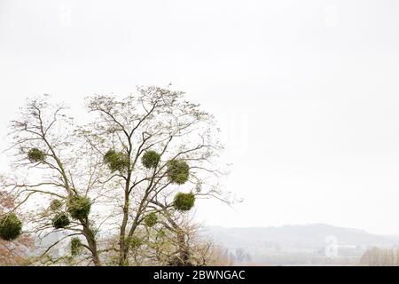 Mistel auf dem Baum in der Winterzeit hat der Baum keine Blätter auf ihm Stockfoto