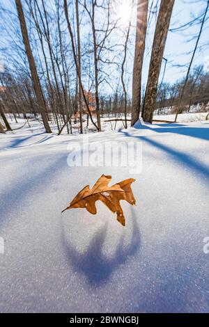 Weiße Eiche, Quercus alba, vom Baum gefallenes Blatt und auf Schnee sitzend im Bundy Hill Naturschutzgebiet in Isabella Country, Michigan, USA Stockfoto