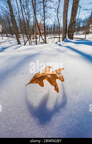 Weiße Eiche, Quercus alba, vom Baum gefallenes Blatt und auf Schnee sitzend im Bundy Hill Naturschutzgebiet in Isabella Country, Michigan, USA Stockfoto