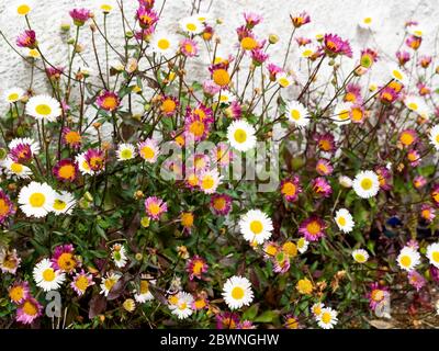 Erigeron karvinskianus Stockfoto