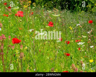 Wildblumen und Gräser, Großbritannien Stockfoto