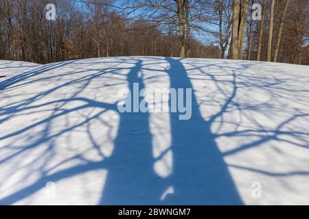 Baumschatten, die im Winter das verschneite Gelände eines Golfplatzes in Zentral-Michigan, USA, durchqueren Stockfoto