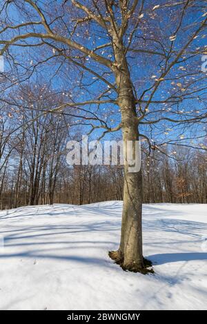 Baumschatten, die im Winter das verschneite Gelände eines Golfplatzes in Zentral-Michigan, USA, durchqueren Stockfoto