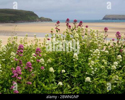 Wilde rote Baldrian-Pflanzen, Centranthus ruber, Jupiterbart wächst auf den Sanddünen, Padstow, Cornwall, Großbritannien Stockfoto