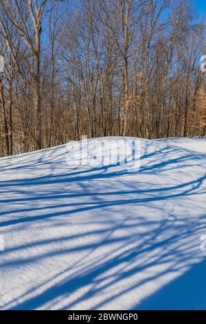Baumschatten, die im Winter das verschneite Gelände eines Golfplatzes in Zentral-Michigan, USA, durchqueren Stockfoto