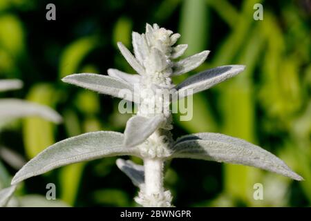 Die unscharfen Blätter eines Lammes Ohr (Stachys byzantina) Pflanze vor der Blüte Stockfoto