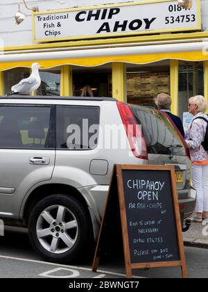 Seagull auf einem Autodach vor einem Chipshop warten auf eine Gelegenheit, Padstow, Cornwall, Großbritannien Stockfoto