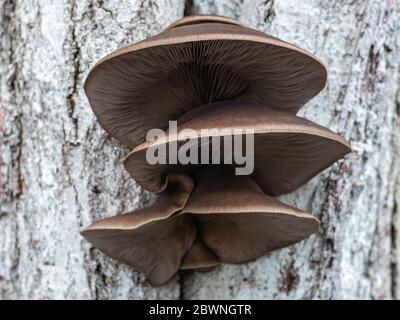 Große Pilze wachsen auf dem Stamm des Baumes Stockfoto