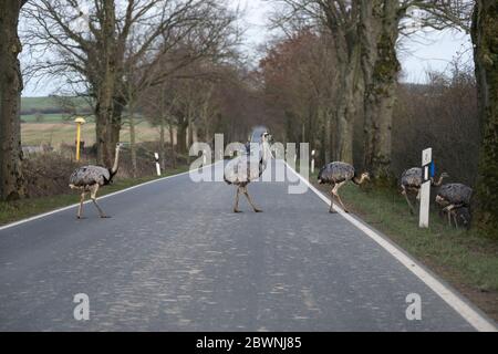 American Greater Rheas or nandu (Rhea americana) überqueren eine Landstraße vor einem Auto in Mecklenburg-Vorpommern, Deutschland, gefährliche f