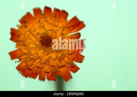 Isolierte Bild einer Hierakie, Hawkweed Blume, die vor einem grünen Hintergrund fotografiert wird Stockfoto
