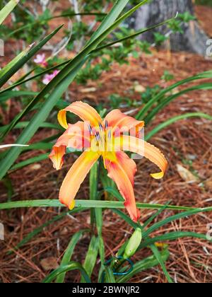 Asiatische Taglilie, Hemerocallis fulva oder orange Taglilie wächst in einem Hausgarten in Alabama, USA. Stockfoto