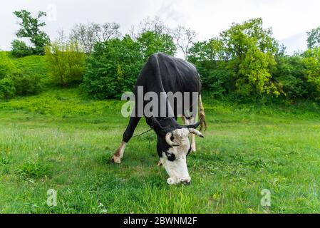 Die Kuh grast auf einer grünen Wiese. Kuh frisst grünes frisches Gras auf einer Wiese. Stockfoto