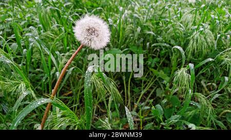 Löwenzahn auf einer grünen Lichtung nach Regen in Tropfen. Makrowelt aus Blumen und Kräutern. Morgentau auf Gras und Wildblumen Stockfoto