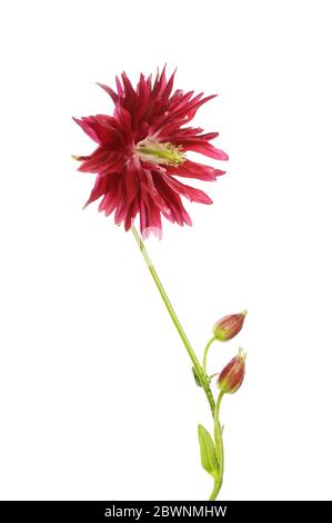 Aquilegia vulgaris Blüte, Blatt und Knospen isoliert gegen weiß Stockfoto