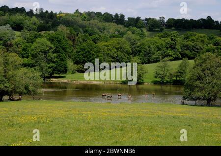 Blick auf Hirsche, die das Wasser im Deer Park des Wadhurst Park Estate im Weald of Sussex überqueren. Das Anwesen stammt aus dem 18. Jahrhundert. Stockfoto