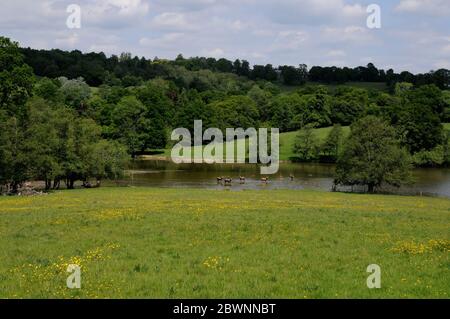 Blick auf Hirsche, die das Wasser im Deer Park des Wadhurst Park Estate im Weald of Sussex überqueren. Das Anwesen stammt aus dem 18. Jahrhundert. Stockfoto