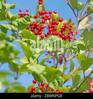 Früchte des Viburnum opulus im Herbst Stockfoto