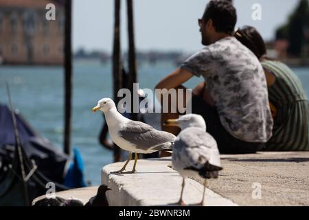 Persone tornano a visitare liberamente piazza San Marco in occasionone della Festa della repubblica del 02 giugno 2020 dopo le restizioni per l'emergenz Stockfoto