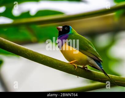 Porträt eines schwarzen gouldian Finken, bunte tropische Vogelarten aus Australien Stockfoto