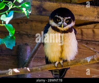 Braune Holzkauz in Nahaufnahme, tropische Vogelarten aus Asien Stockfoto