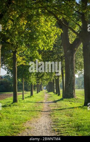 Wanderung Westufer Gstüt Insel, Straubing in Niederbayern Deutschland Stockfoto