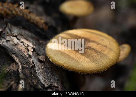 Bild eines Wildtierpilzes im Wald an sonnigen Tag Stockfoto