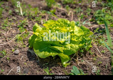 Kopfsalate auf einem Feld auf einem Bio-Bauernhof ohne Pestizide und Chemikalien angebaut Stockfoto