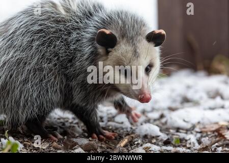 Virginia opossum, Didelphis virginiana, in einem Garten vor einem Haus in Zentral-Michigan, USA zu finden Stockfoto