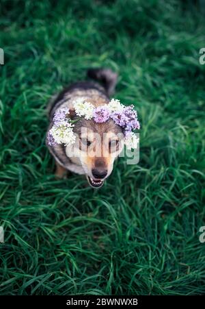 Vertikales Porträt eines niedlichen Hundes in einem Kranz aus fliederfarbenen Blumen, der auf dem grünen Gras im Frühlingsgarten sitzt und rätselhaft lächelt Stockfoto