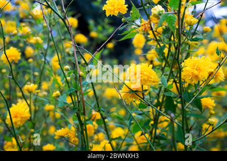 Details einer gelb blühenden Pflanze, Kerria japonica pleniflora, Doppelblüte Stockfoto