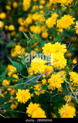 Details einer gelb blühenden Pflanze, Kerria japonica pleniflora, Doppelblüte Stockfoto