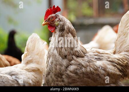 Eine weiße Henne geht in einem Stift. Hühner suchen Getreide, während sie in einem Paddock auf einem Bauernhof spazieren Stockfoto