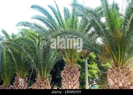 Blick auf Palme, Stamm und Äste Blätter in der Straße . Phoenix canariensis Stockfoto