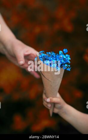 Kinderhand gibt einen Strauß von wilden Blumen blau vergessen mich nicht in einem Papier-Paket für eine Frau Stockfoto