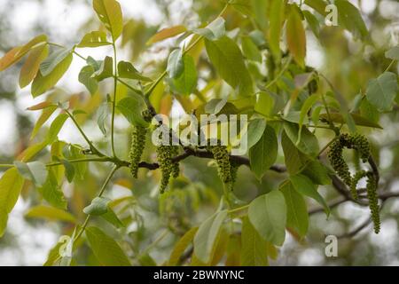 Männliche Blüte des Walnussbaumes (Juglans regia), Kätzchen mit Pollen zwischen den jungen Blättern im Frühjahr, Kopierraum, ausgewählter Fokus, schmale Tiefe des Fis Stockfoto