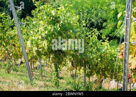 Weinberge in der Stadt Karlsruhe ist die größte Stadt des Landes Baden-Württemberg im Südwesten Deutschlands. Stockfoto