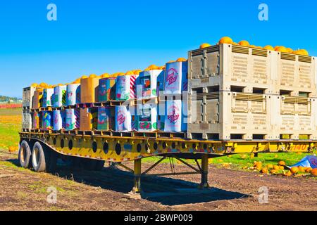 Geerntete Kürbisse warten auf den Transport mit dem LKW in British Columbia Stockfoto