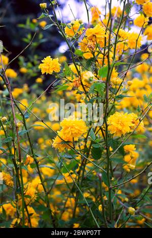 Details einer gelb blühenden Pflanze, Kerria japonica pleniflora, Doppelblüte Stockfoto